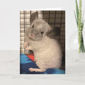Chinchilla folded greeting card