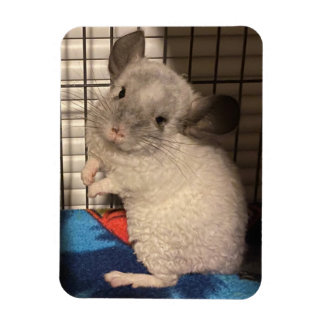 chinchilla magnet