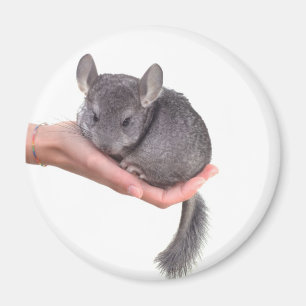 chinchilla magnet
