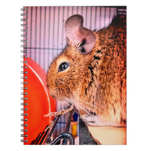 Chinchilla Notebook