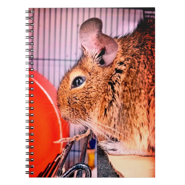 Chinchilla Notebook (Front)