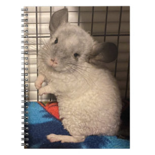 chinchilla notebook