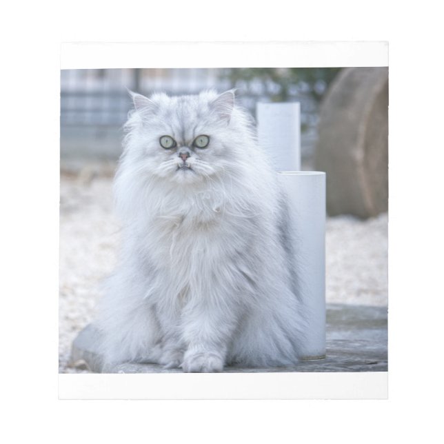 chinchilla persian notepad (Front)