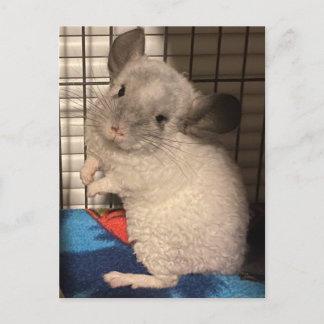 Chinchilla postcard