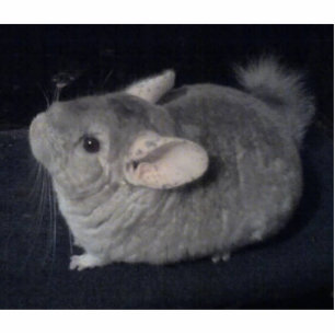 Chinchilla Shaped Keychain Photo Sculpture Key Ring