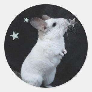 Chinchilla star classic round sticker