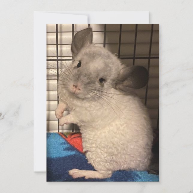 chinchilla thank you card (Front)