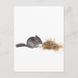 chinchillas postcard