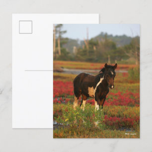 Chincoteague Foal Standing In Red Flowers Postcard