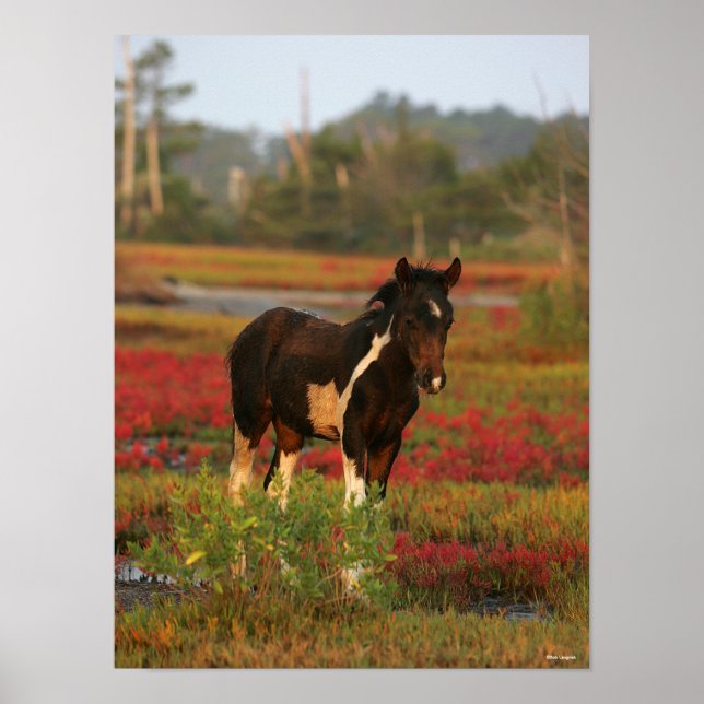 Chincoteague Foal Standing In Red Flowers Poster (Front)