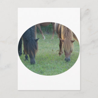 Chincoteague Island / Assateague Island pony Postcard