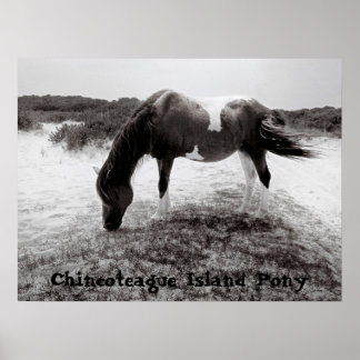 Chincoteague Island Pony Poster