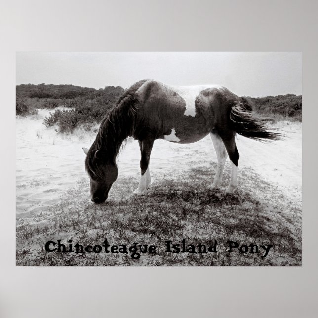 Chincoteague Island Pony Poster (Front)
