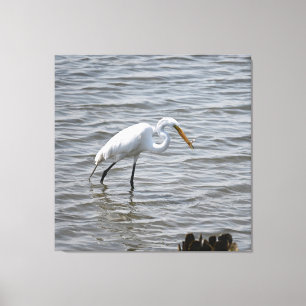 Chincoteague National Wildlife Great Heron Egret Canvas Print