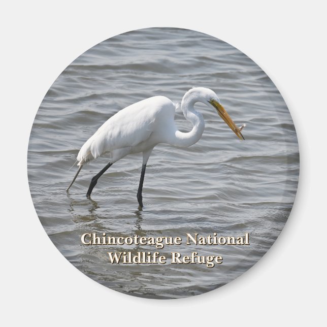 Chincoteague National Wildlife Great Heron Egret Magnet (Front)