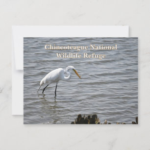 Chincoteague National Wildlife Great Heron Egret Postcard