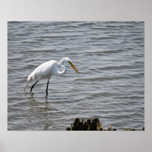 Chincoteague National Wildlife Great Heron Egret Poster