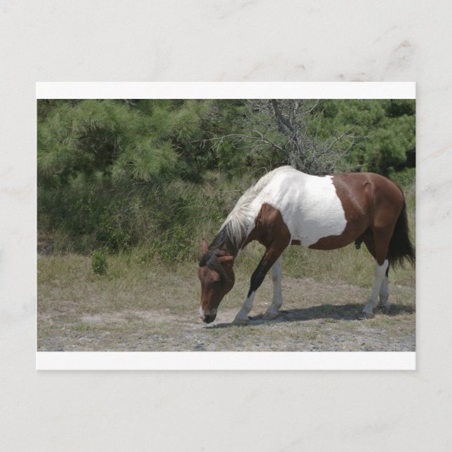 Chincoteague Pony Postcard (Front)
