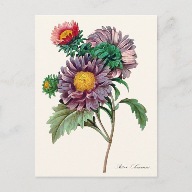 Chinese Aster Flowers Postcard (Front)