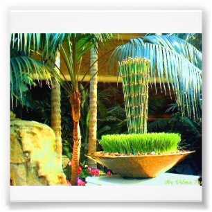 Chinese Bambu Photo Print