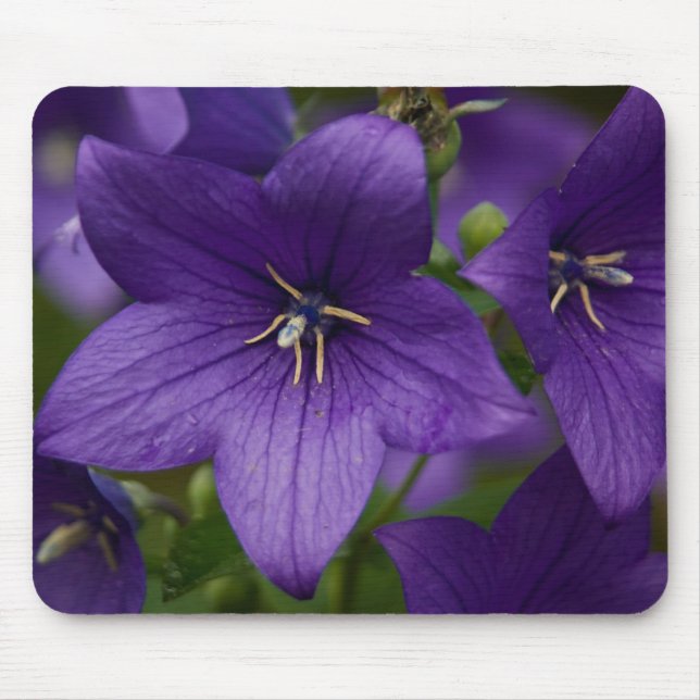 Chinese Bellflower Mouse Mat (Front)
