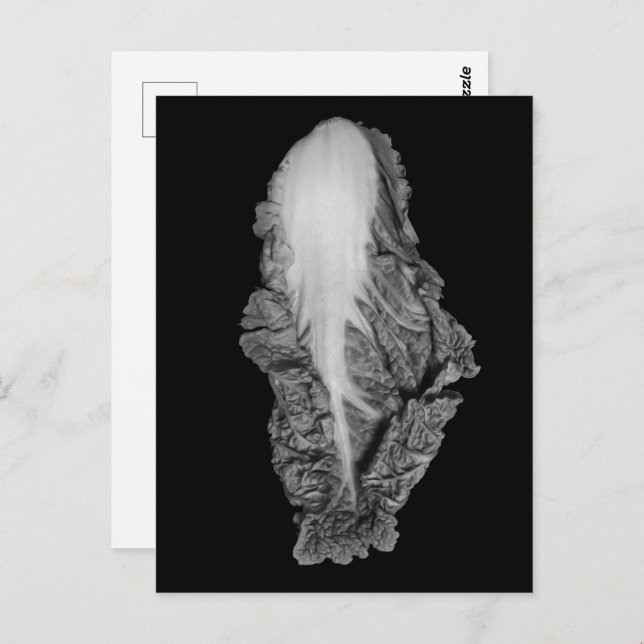 Chinese Cabbage Portrait Photograph Postcard (Front/Back)