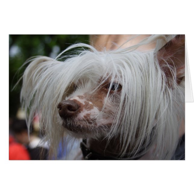 Chinese Crested Dog (Front Horizontal)