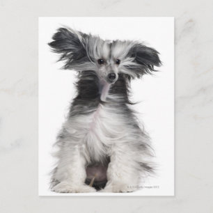 Chinese Crested Dog (15 months old) in the wind Postcard