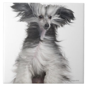 Chinese Crested Dog (15 months old) in the wind Tile