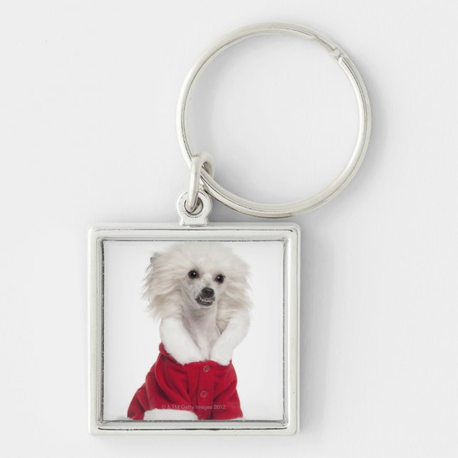 Chinese Crested Dog (1 year old) wearing a Key Ring (Front)