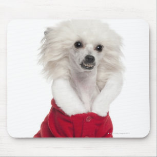 Chinese Crested Dog (1 year old) wearing a Mouse Mat