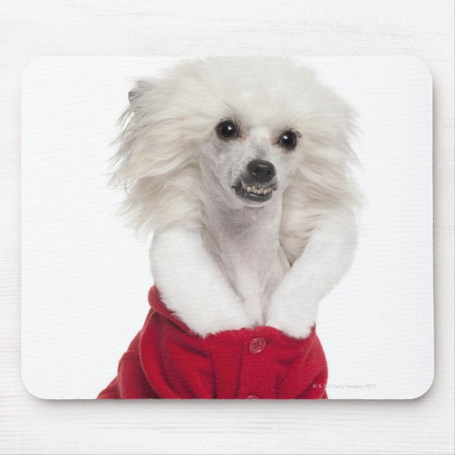 Chinese Crested Dog (1 year old) wearing a Mouse Mat (Front)