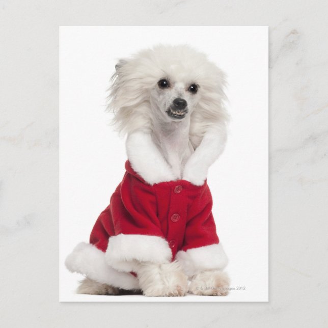 Chinese Crested Dog (1 year old) wearing a Postcard (Front)