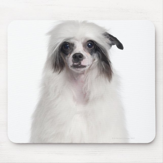 Chinese Crested Dog (7 months old) Mouse Mat (Front)