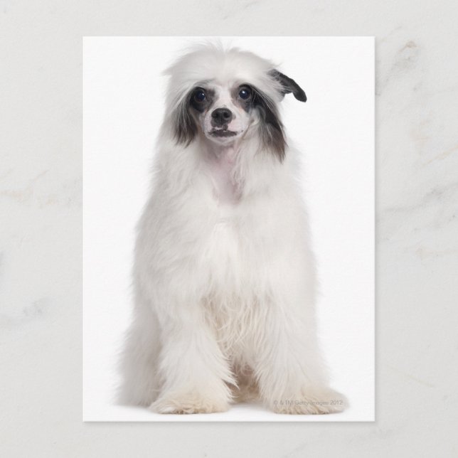 Chinese Crested Dog (7 months old) Postcard (Front)
