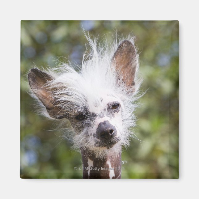CHINESE CRESTED DOG (HAIRLESS) MAGNET (Front)