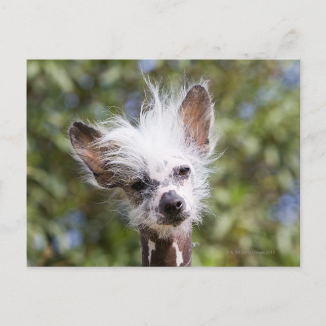 CHINESE CRESTED DOG (HAIRLESS) POSTCARD (Front)