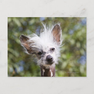 CHINESE CRESTED DOG (HAIRLESS) POSTCARD