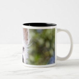 CHINESE CRESTED DOG (HAIRLESS) Two-Tone COFFEE MUG