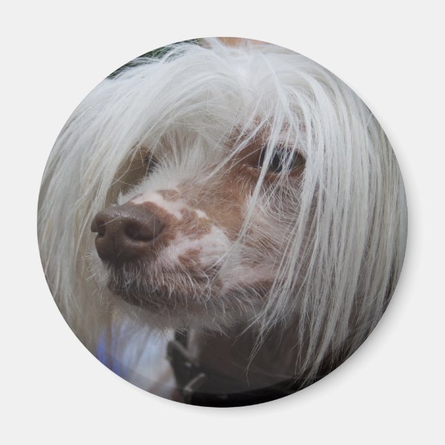 Chinese Crested Dog Magnet (Front)