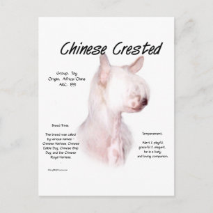 Chinese Crested (hairless) History Design Postcard