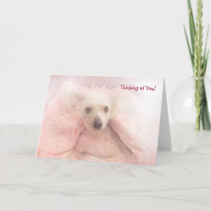 Chinese Crested Hairless Pup Card
