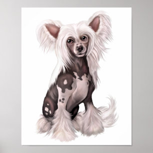Chinese Crested Hairless Sit Poster