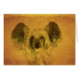 Chinese Crested portrait