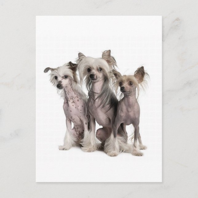 Chinese Crested Postcard (Front)