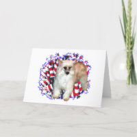 Chinese Crested (powder) Patriot