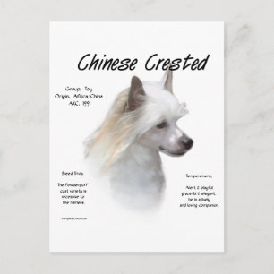 Chinese Crested (powderpuff) History Design Postcard