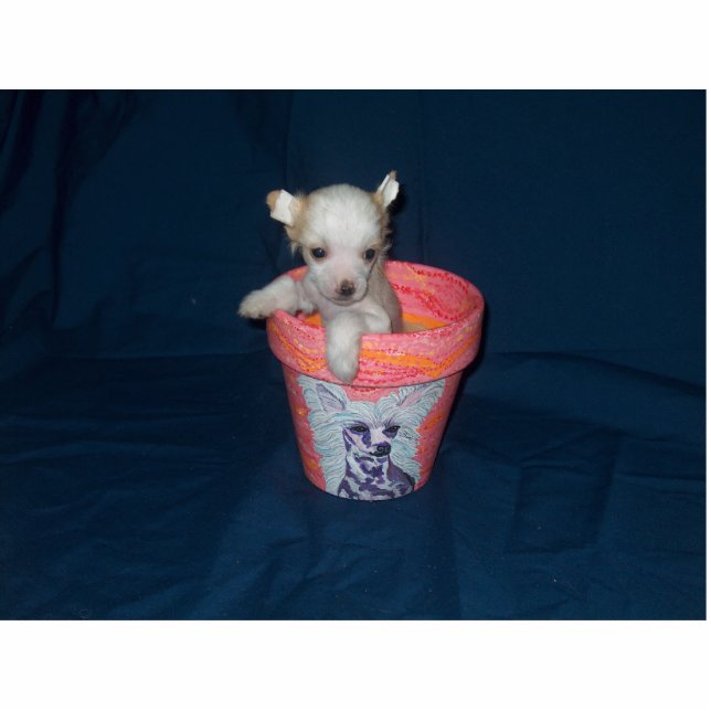 Chinese Crested Puppy Photo Sculpture (Front)