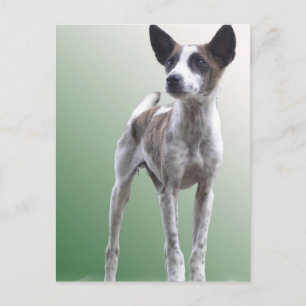 Chinese Crested Show Dog Postcard