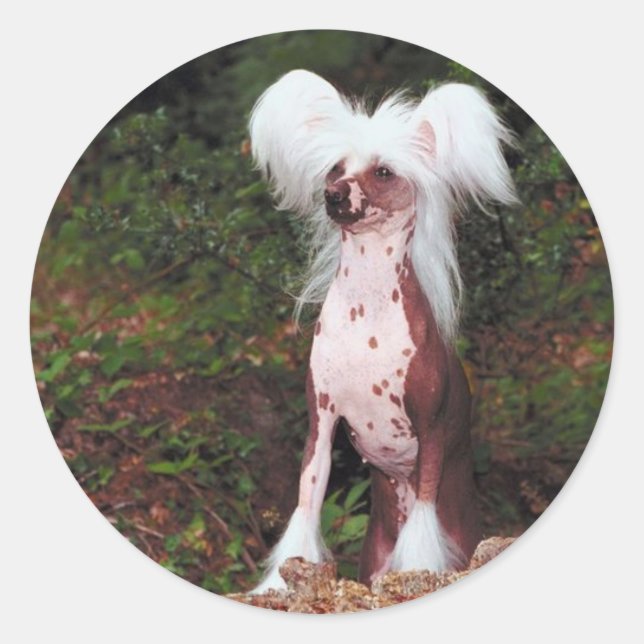Chinese Crested Stickers (Front)